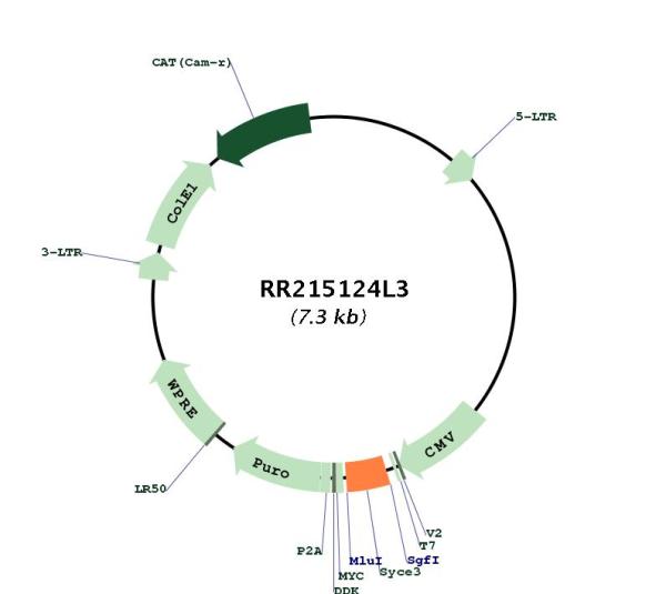 Circular map for RR215124L3