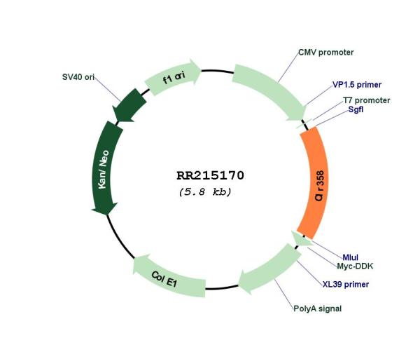 Circular map for RR215170