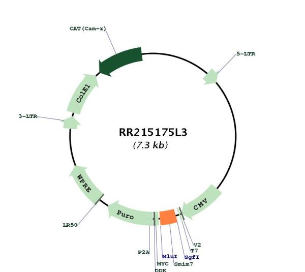 Circular map for RR215175L3