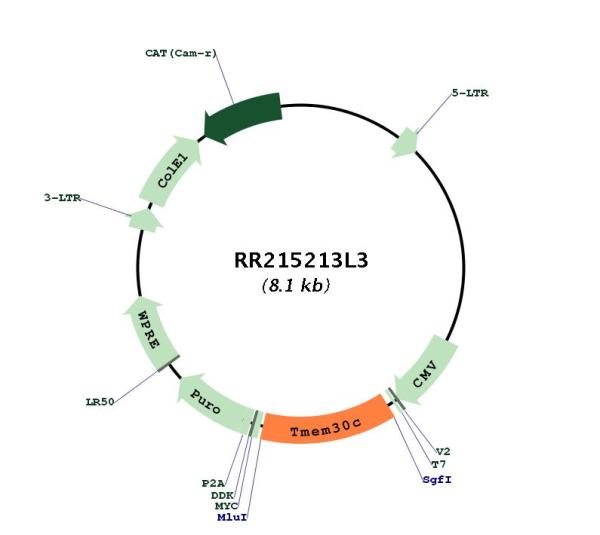 Circular map for RR215213L3