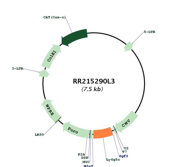 Circular map for RR215290L3