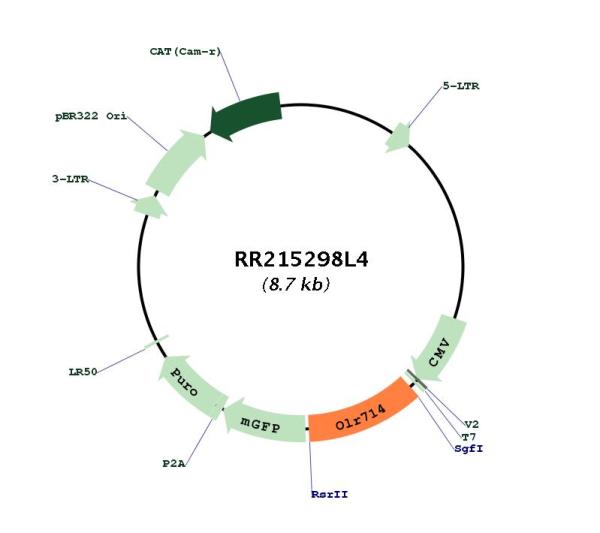 Circular map for RR215298L4