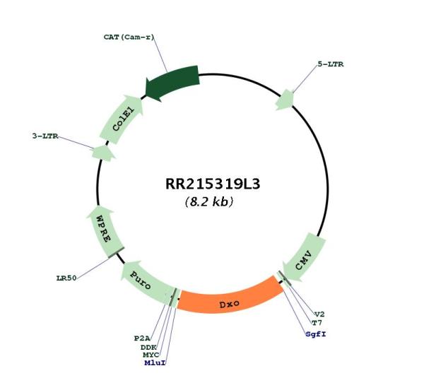 Circular map for RR215319L3