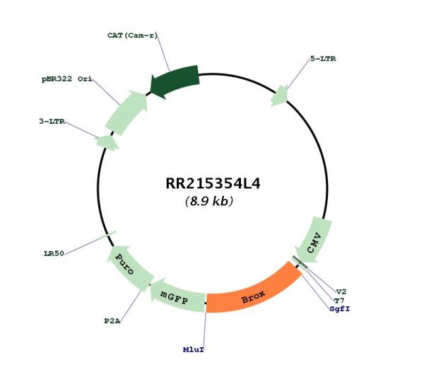Circular map for RR215354L4