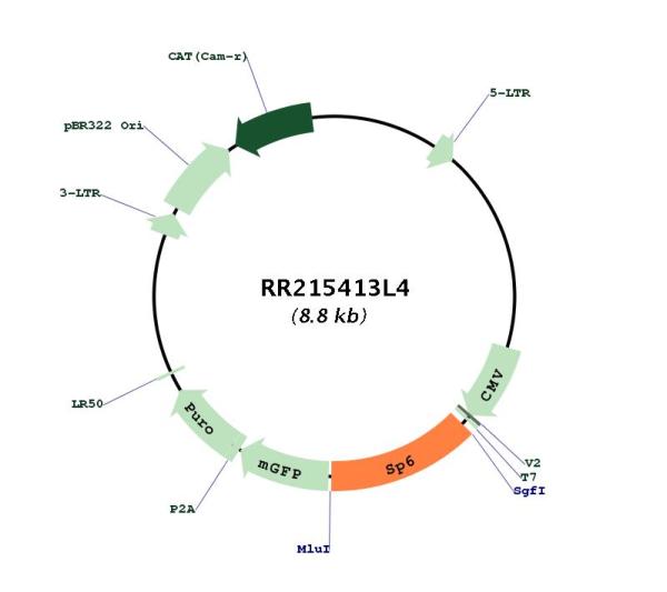 Circular map for RR215413L4