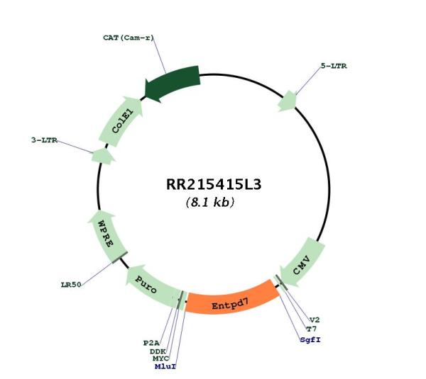 Circular map for RR215415L3