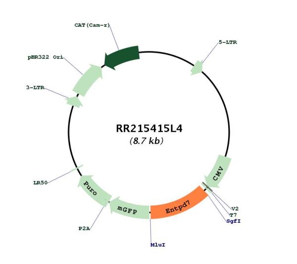 Circular map for RR215415L4