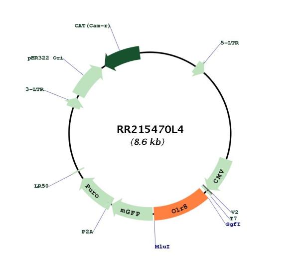 Circular map for RR215470L4