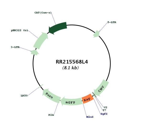 Circular map for RR215568L4
