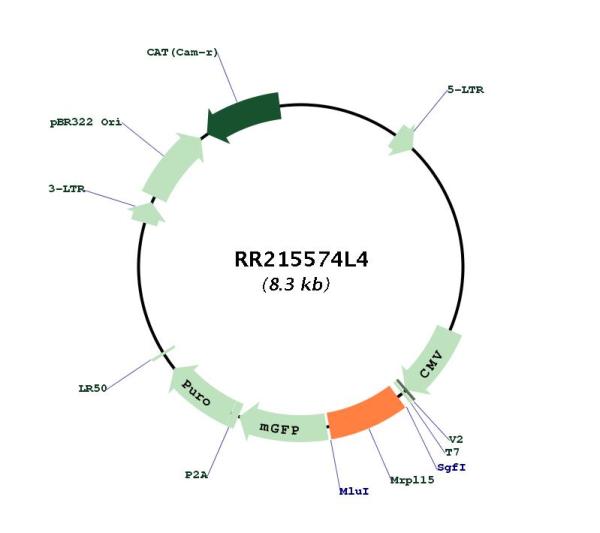 Circular map for RR215574L4