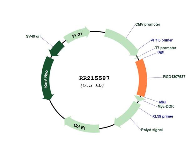 Circular map for RR215587