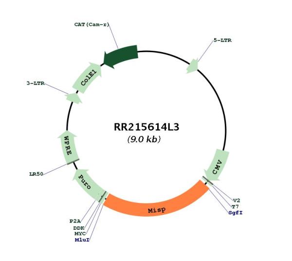 Circular map for RR215614L3