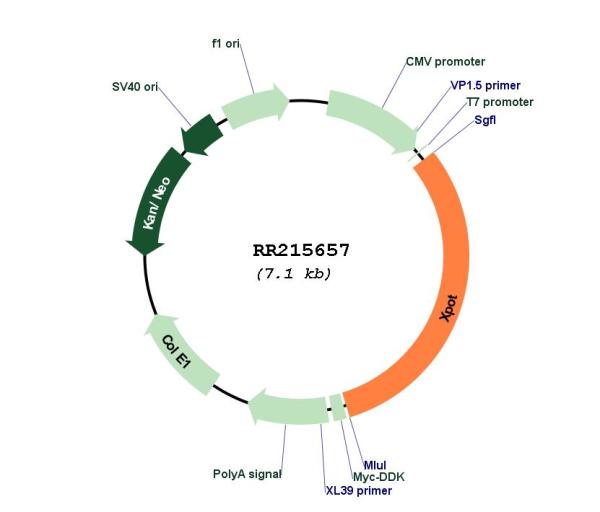 Circular map for RR215657