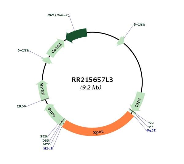 Circular map for RR215657L3