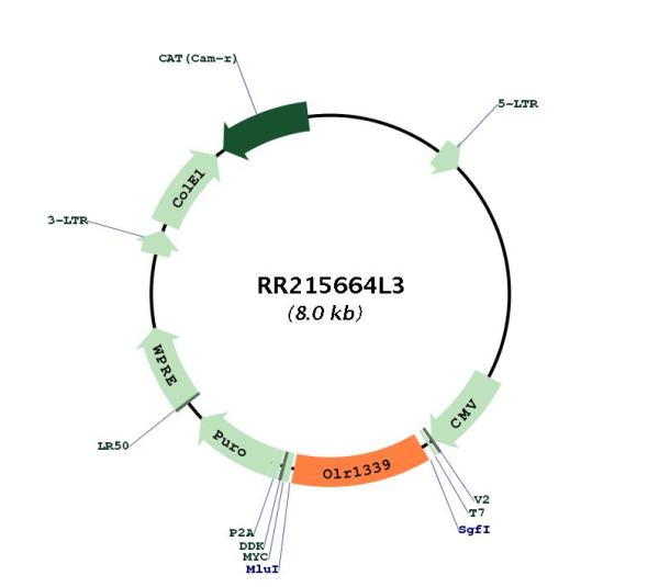 Circular map for RR215664L3