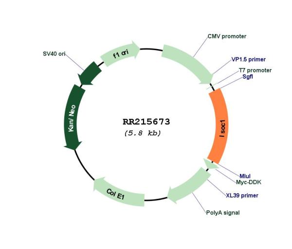 Circular map for RR215673