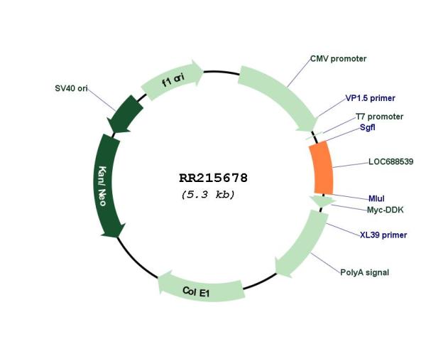Circular map for RR215678
