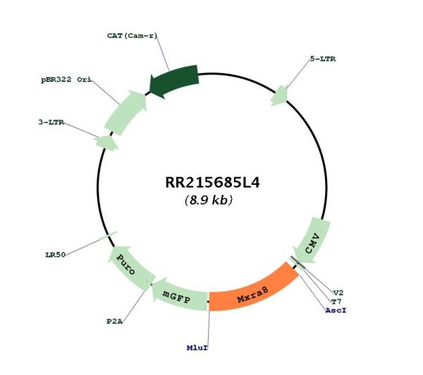 Circular map for RR215685L4