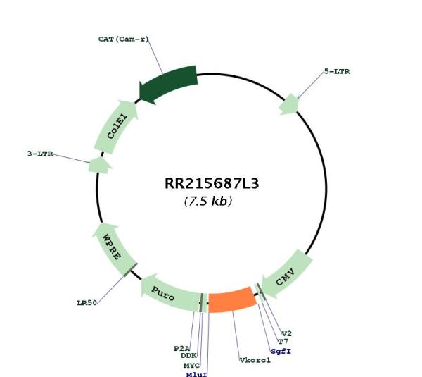 Circular map for RR215687L3