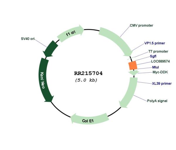 Circular map for RR215704