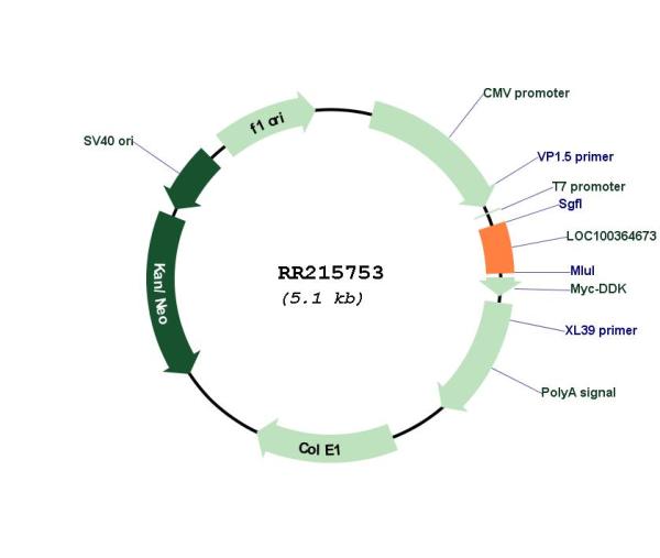 Circular map for RR215753