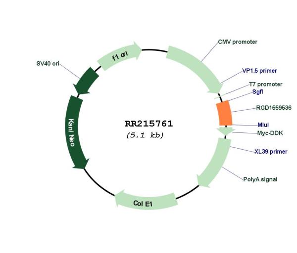 Circular map for RR215761