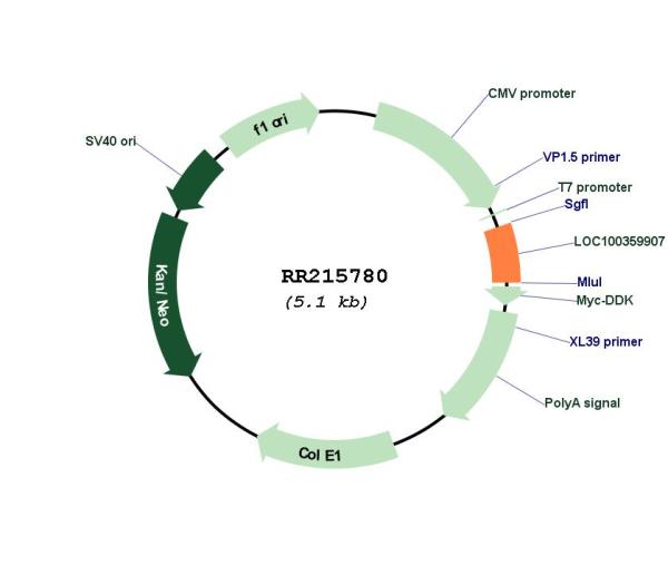 Circular map for RR215780
