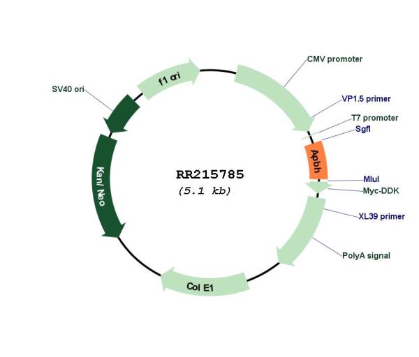 Circular map for RR215785