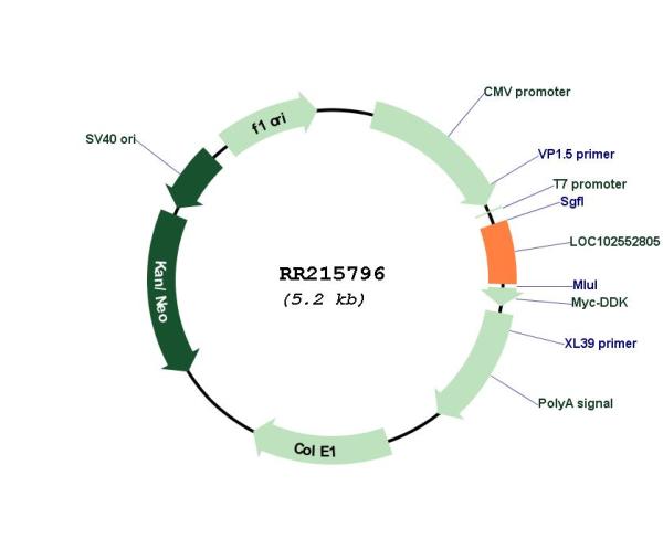 Circular map for RR215796
