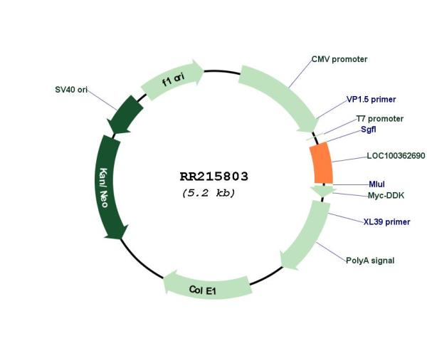 Circular map for RR215803