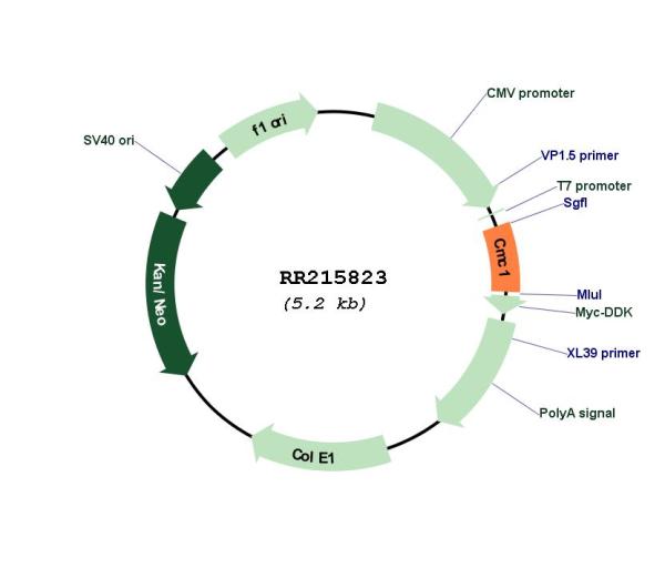 Circular map for RR215823