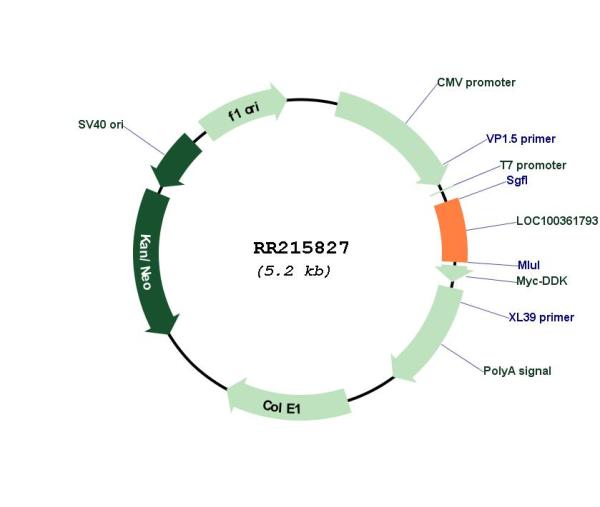 Circular map for RR215827