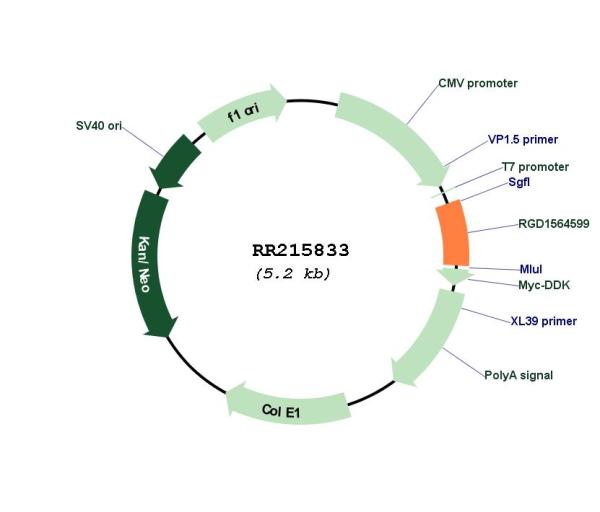Circular map for RR215833