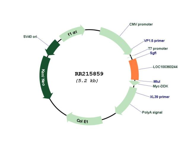 Circular map for RR215859