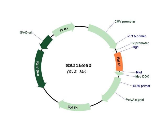 Circular map for RR215860