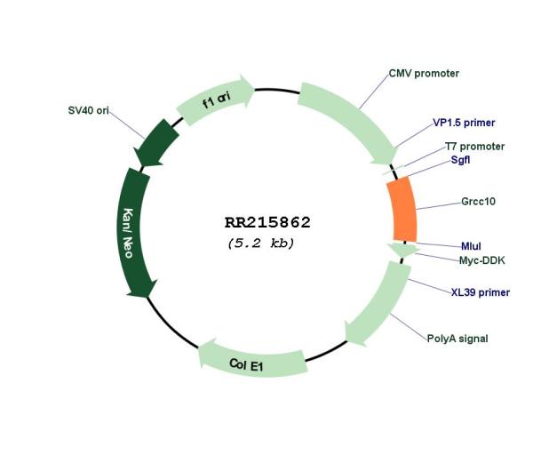 Circular map for RR215862