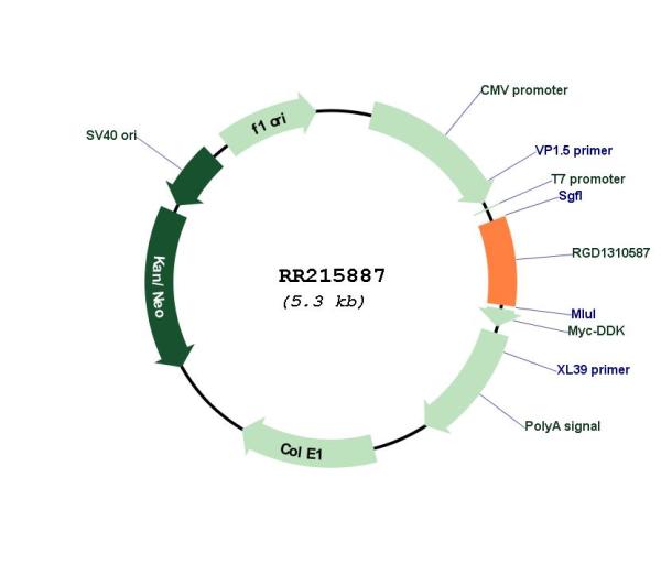 Circular map for RR215887