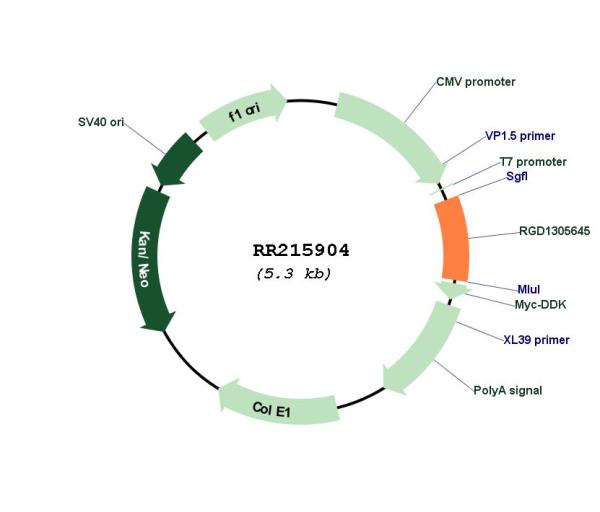 Circular map for RR215904