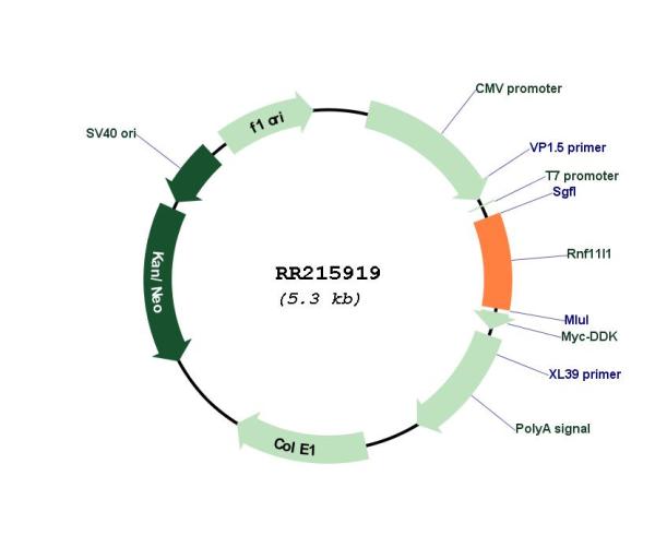 Circular map for RR215919
