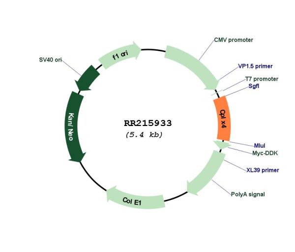 Circular map for RR215933