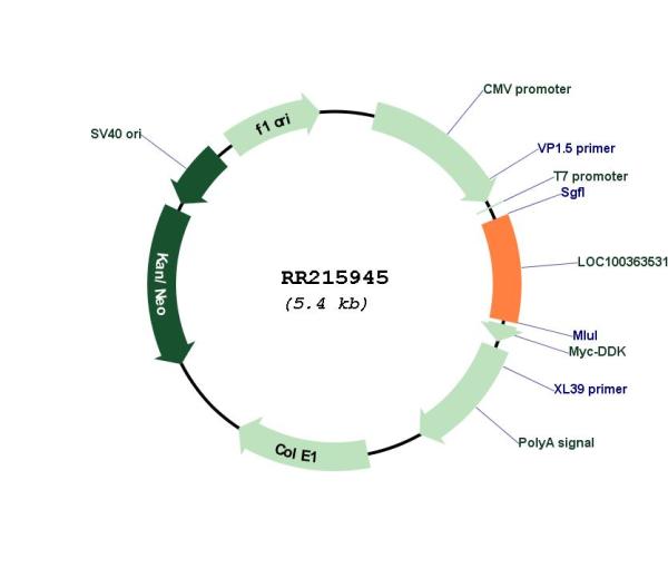 Circular map for RR215945