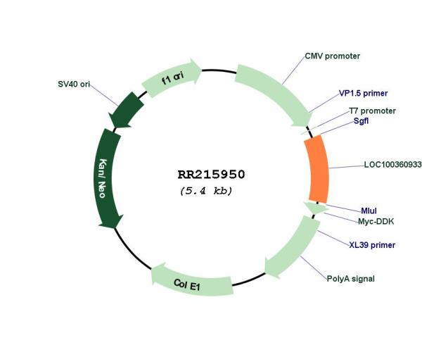 Circular map for RR215950