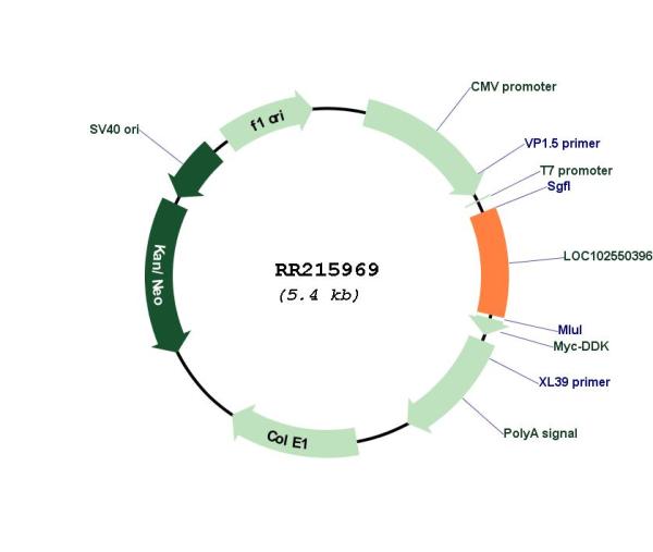 Circular map for RR215969