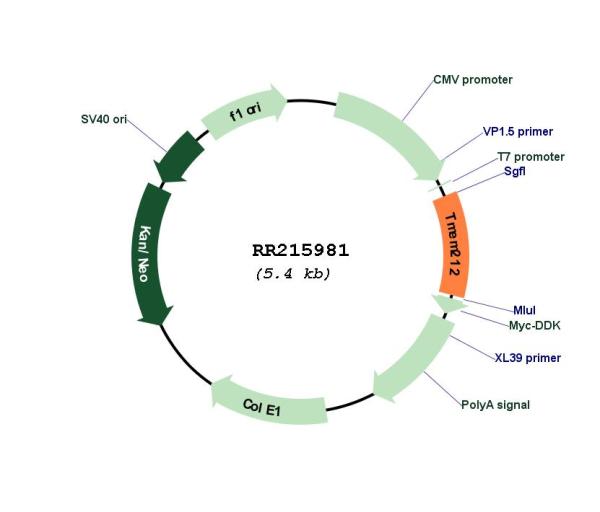 Circular map for RR215981