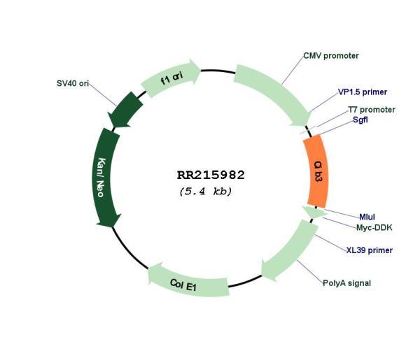 Circular map for RR215982