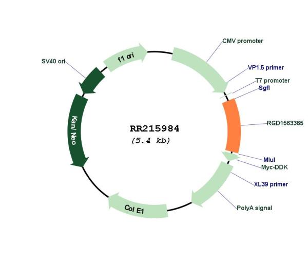 Circular map for RR215984