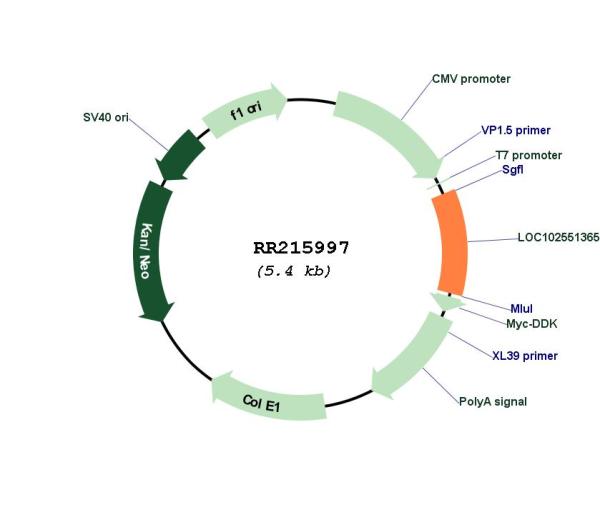 Circular map for RR215997