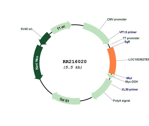 Circular map for RR216020