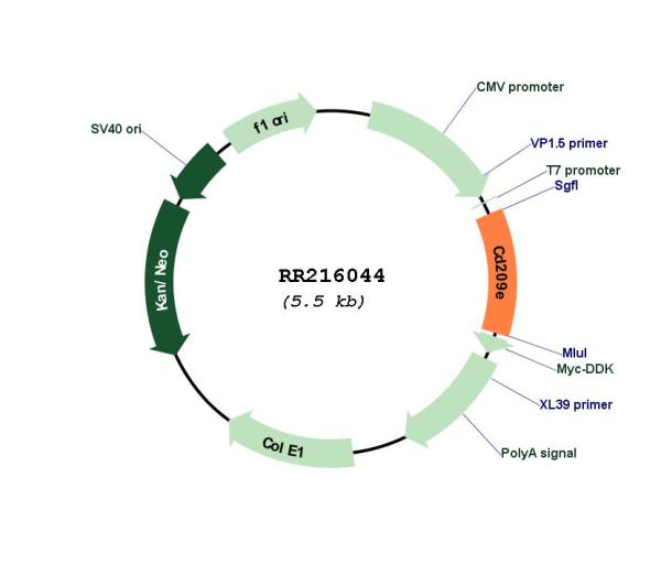 Circular map for RR216044