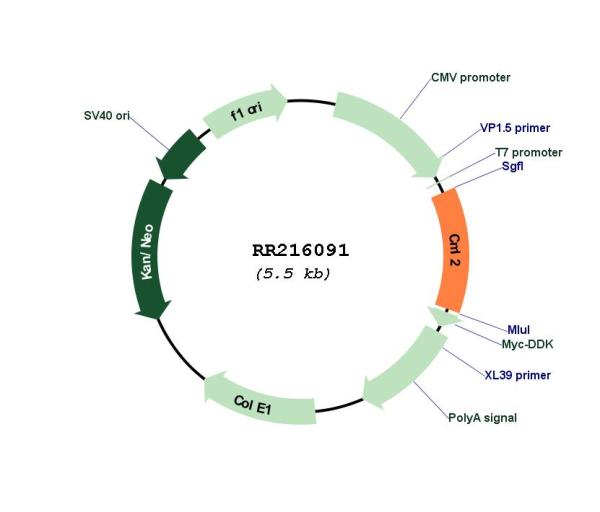 Circular map for RR216091